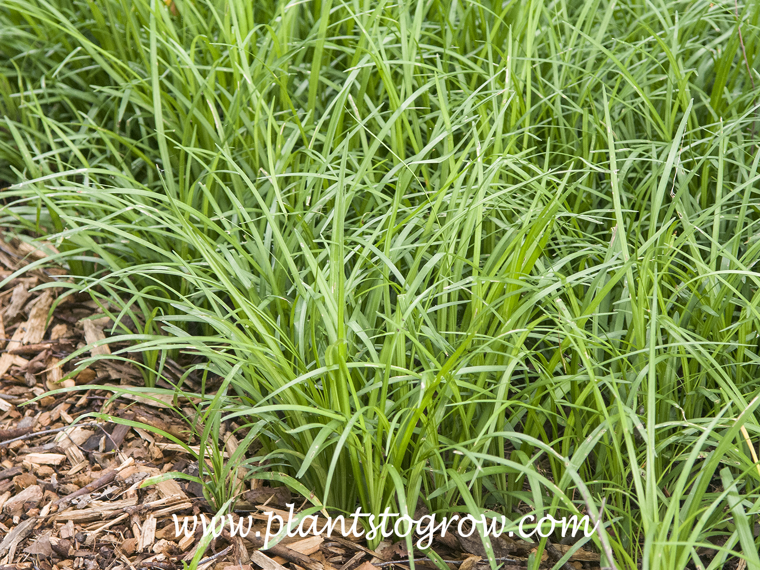Creeping Liriope (Liriope spicata)